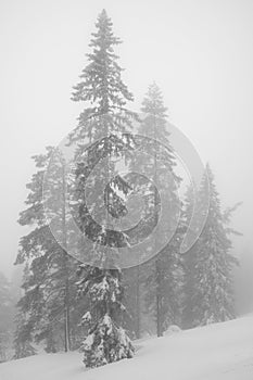 Lonely trees, whitened by falling snow photo