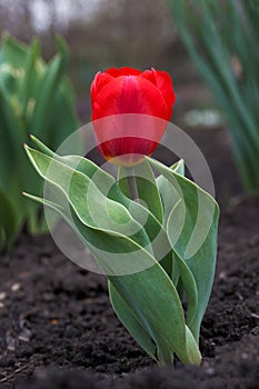 Lonely tulip is sober to the ground