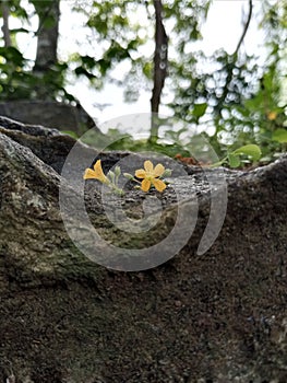 Lonely two yellow flowers on stone in the jungle