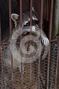 Lonely, unhappy raccoon peeks out from behind the bars of his cage