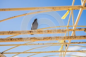 Lonely urban pigeon dove sits on yellow crossbeams against a blue sky.