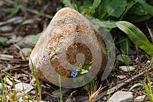 Lonely violet flower protecting itself behind a stone