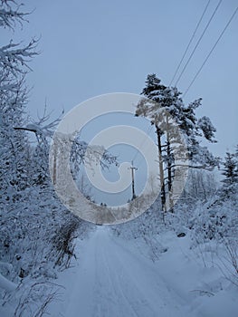 Lonely walk along the road through the winter woods .