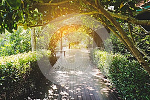 Lonely walk way in summer