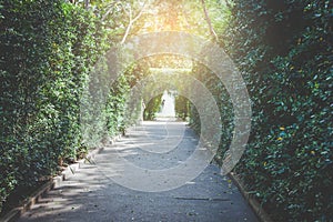 Lonely walk way in summer