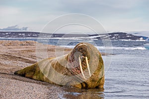 Lonely walrus on a stony bank near the water photo