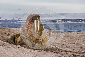 Lonely walrus on a stony bank near the water photo