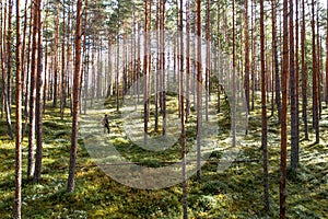 A lonely wanderer in a sunny Pine grove in Soomaa National Park, Estonia