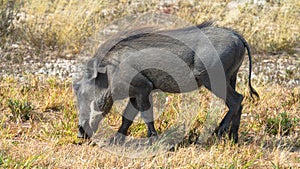 Lonely warthog grazing in the savanah