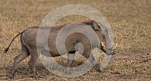 Lonely warthog grazing in the savanah