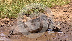 Lonely warthog having a mud-bath