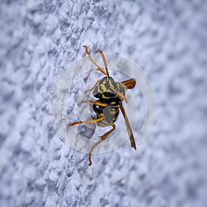 Lonely wasp crawling on white house wall