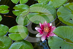 Lonely water lily among branches in a pond
