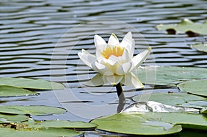 Lonely waterlily in a pond