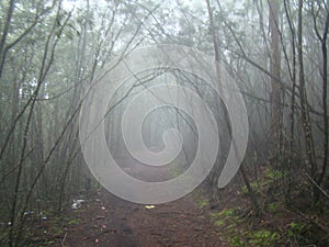 Lonely way covered in mist