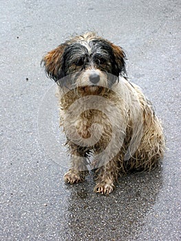 Lonely wet pup