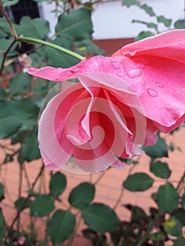 Lonely and wet  tearose, roses of a garden