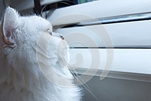 Lonely white chinchilla Persian cat looking out the window for something