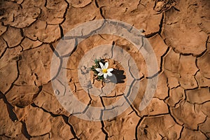 Lonely white flower blooming in parched desert, symbolizing hope and resilience