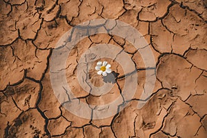 Lonely white flower blooming in parched desert, symbolizing hope and resilience