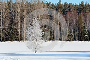 A lonely white frosty birch tree on a snowy field