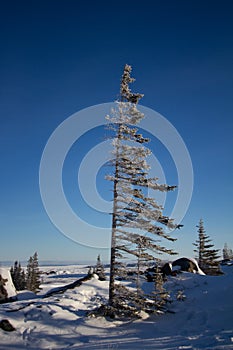 A lonely white spruce tree standing in snow in the tundra with the needles and branches stripped off the windward face