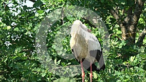 Lonely white stork chattering clattering on nest