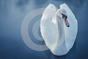 Lonely white swan swiming in the lake. Dark theme.