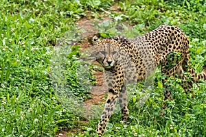 Lonely wild cheetah on the grass