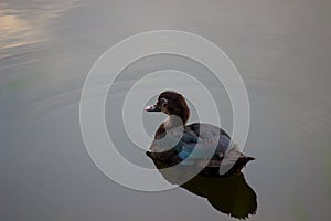 Lonely wild duck
