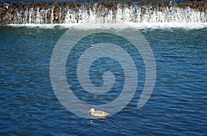 A lonely wild duck swims in the water on a winter day.