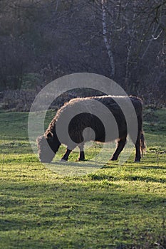 Lonely Wild galloway cow grazing in nature