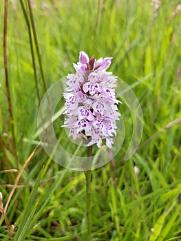 A lonely wild Northumbrian orchid