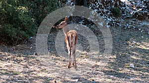 Lonely wild red deer, fawn, Cervus elaphus, at Parnitha forest mountain, Greece