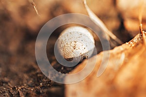 Lonely wild white mushroom in the forest among yellow leaves