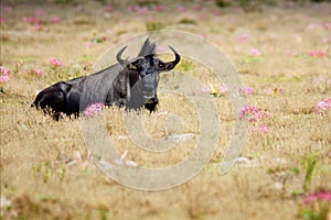 Lonely Wildebeest Bull