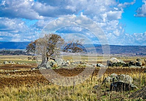 Lonely wind swept tree in a Rocky desolate Australian landscape