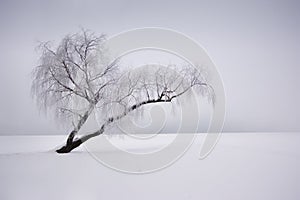 Lonely winter tree