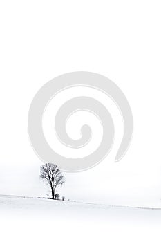 Lonely winter tree