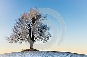 Lonely winter tree in the sunset