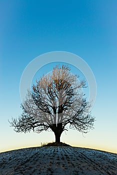 Lonely winter tree in the sunset