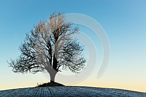 Lonely winter tree in the sunset