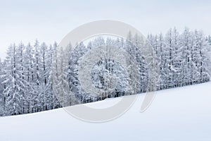 Lonely Winter Tree. Sweet Solitude. Cold and Cloudy day with much snow in the Washington, USA. Blizzard and fog in east coast.