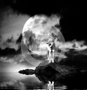 Lonely wolf with full moon