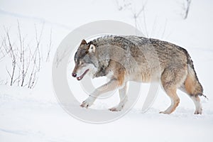 Lonely wolf walking in the snow