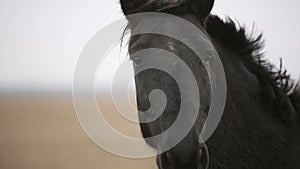 Lonely wounded black horse in an autumn field. Close up