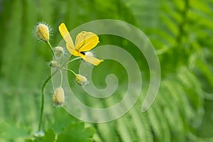 Lonely yellow flower with black little beetle on blurred greenery background