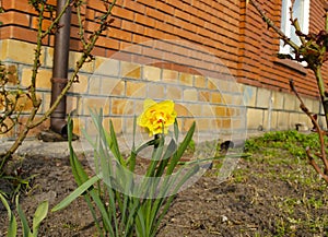 A lonely yellow flower on the ground in the garden near the house against the background of a red kerp wall.