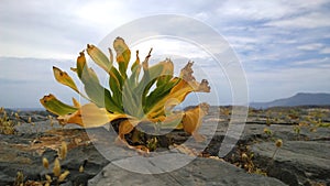 Lonely yellow-green plant despite the dry and windy weather increases on top of the mountain on the rocks. Gramvousa island