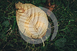 Lonely yellow leaf on green grass. Leaf fall as symbol of autumn